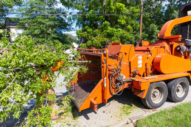 Best Stump Grinding Near Me  in Csar Chvez, TX